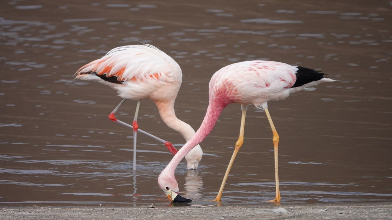 Astronomy Safari: Nighttime Exploration In The Sky Of The Atacama Desert foto 6