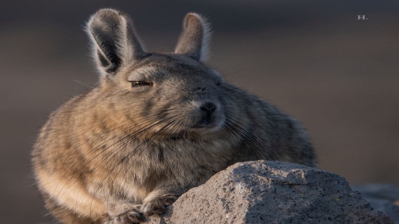 Guided Buggy Safari: Off-road Adventure Among Dunes And Natural Landscapes foto 4