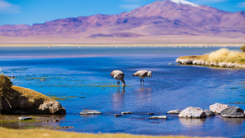 Día Completo en el Desierto: Salar, Piedras Rojas y Lagunas Altiplánicas  foto 2