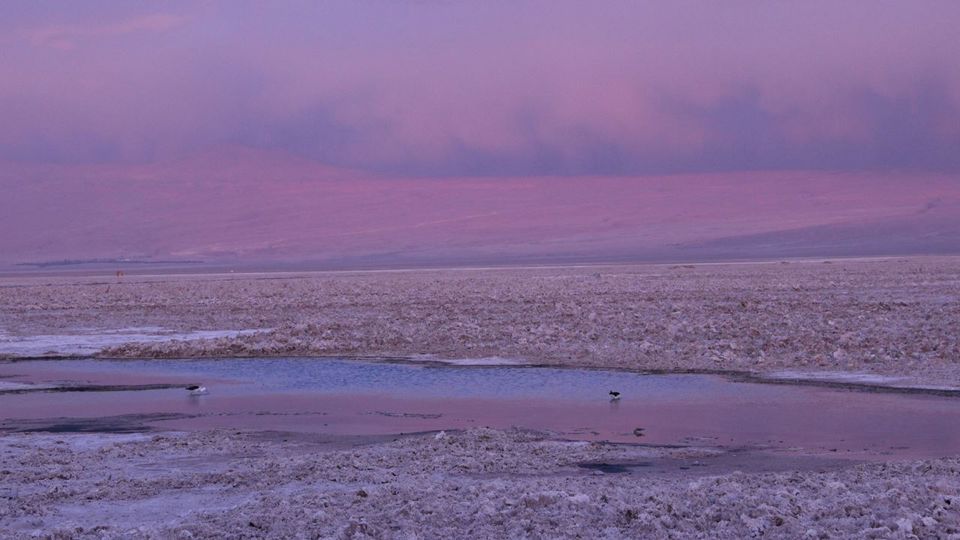 Día Completo en el Desierto: Salar, Piedras Rojas y Lagunas Altiplánicas  foto 5
