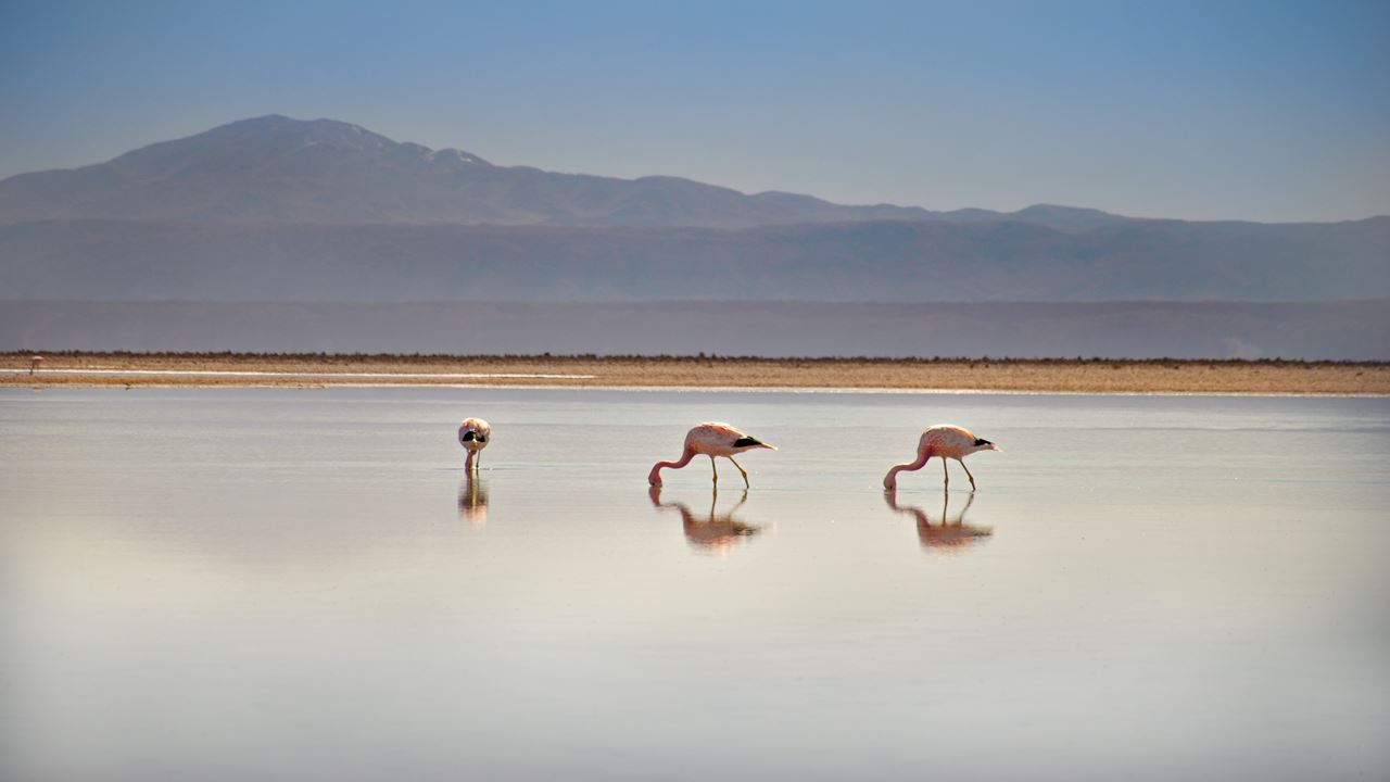 Full Day Piedras Rojas + Altiplanic Lagoons Miscanti And Miñiques + Laguna Chaxa + Salar De Atacama (3)