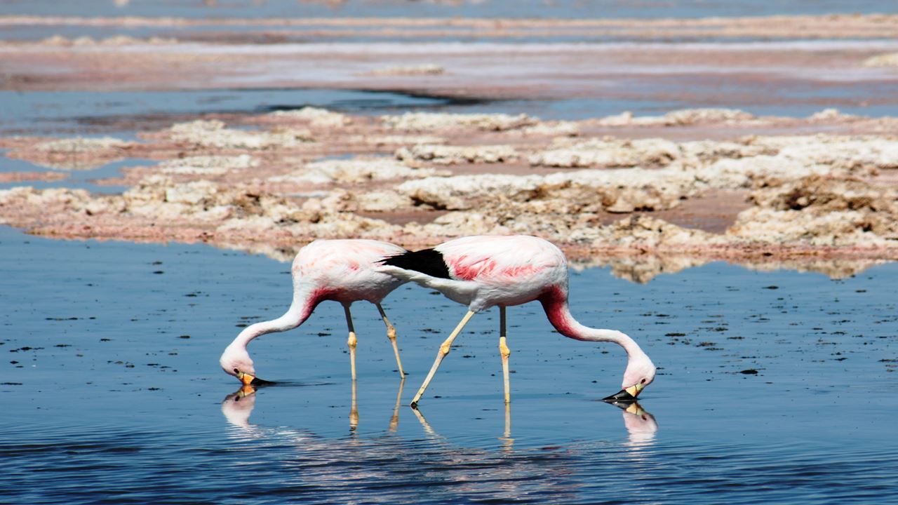 Lagunas Altiplánicas, Salar De Atacama Y Piedras Rojas (1)