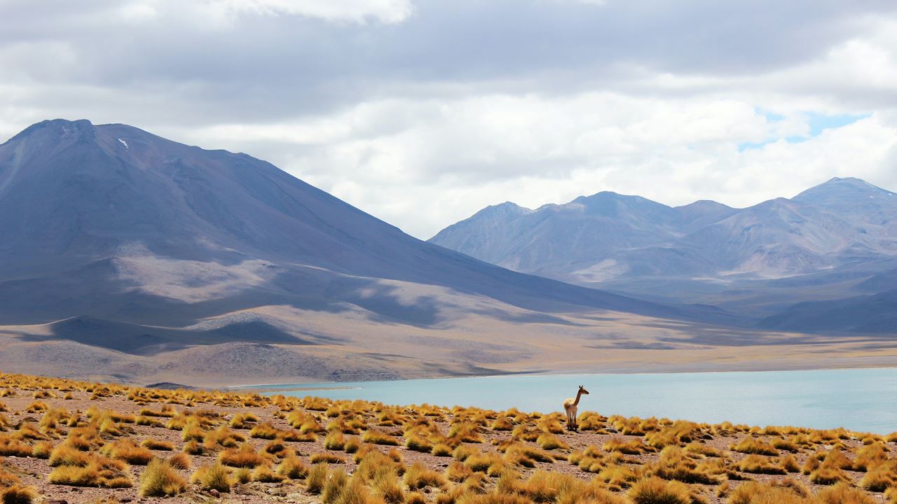 Lagunas Altiplánicas, Salar De Atacama Y Piedras Rojas (6)