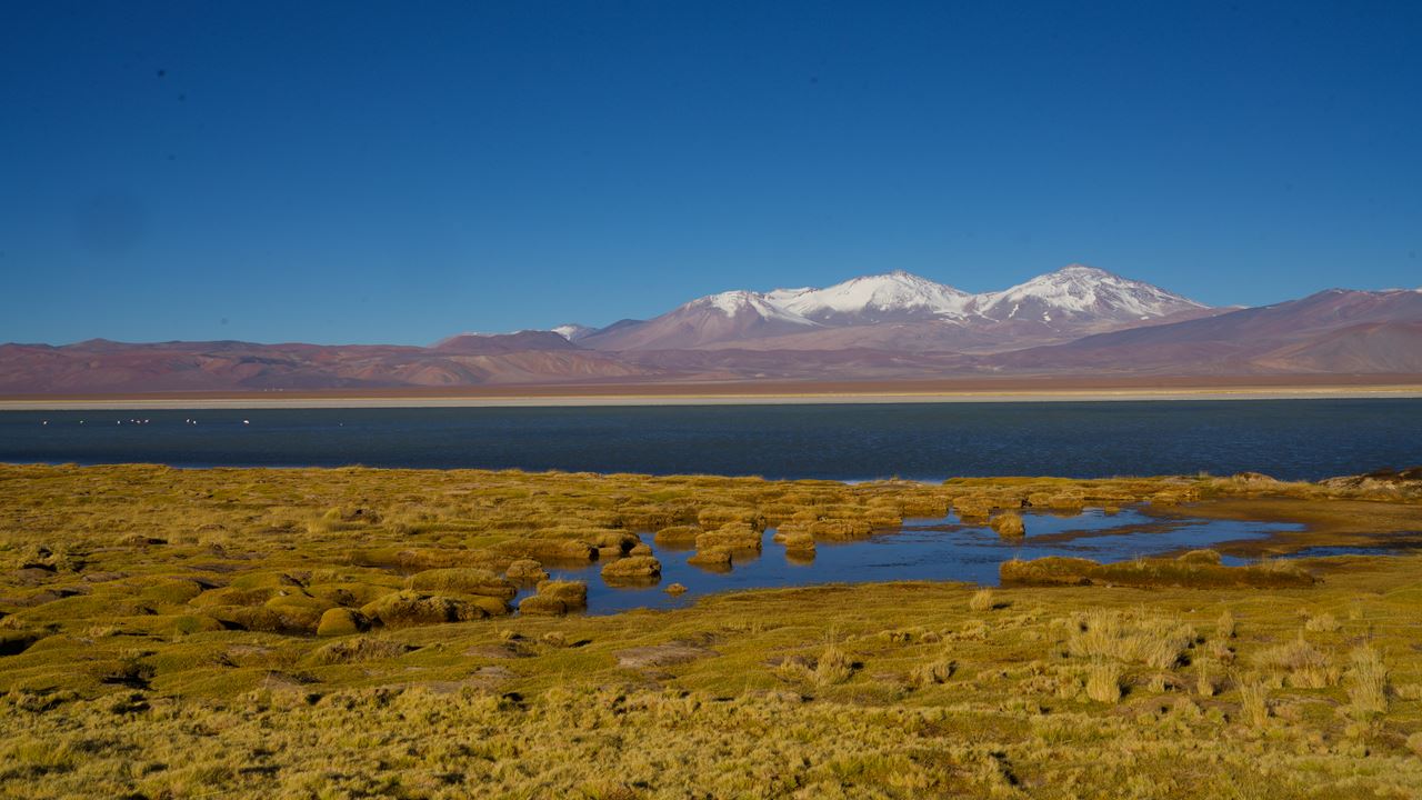 Half Day Cejar Lagoon + Ojos Del Salar + Tebenquiche Lagoon.